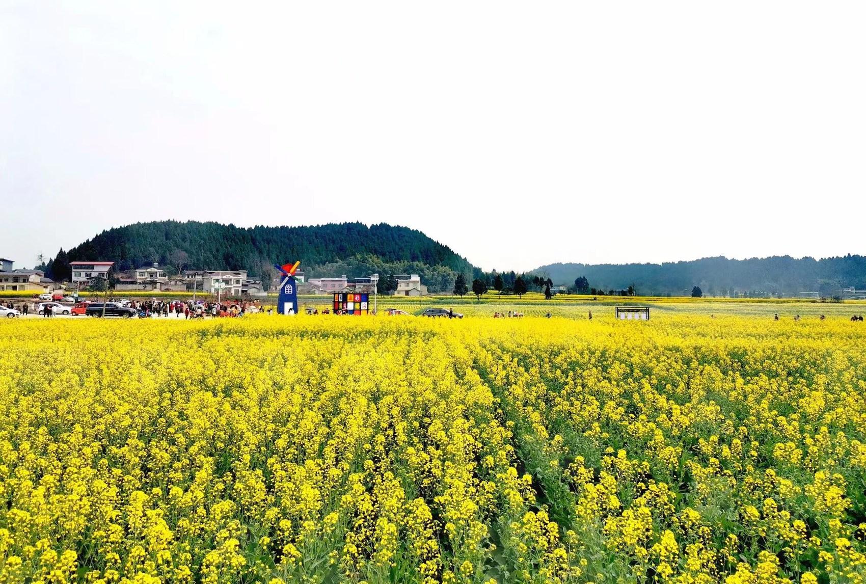 沃野又“稻 ”丰收时