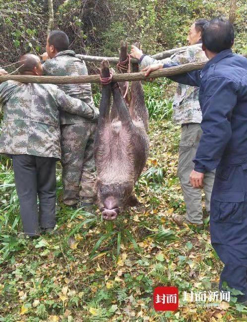 泛滥成灾！专家：建议修法允许食用检疫合格野猪